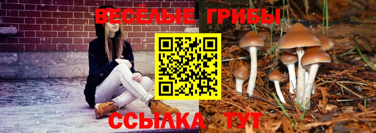 Псилоцибиновые грибы Psilocybe Хасавюрт